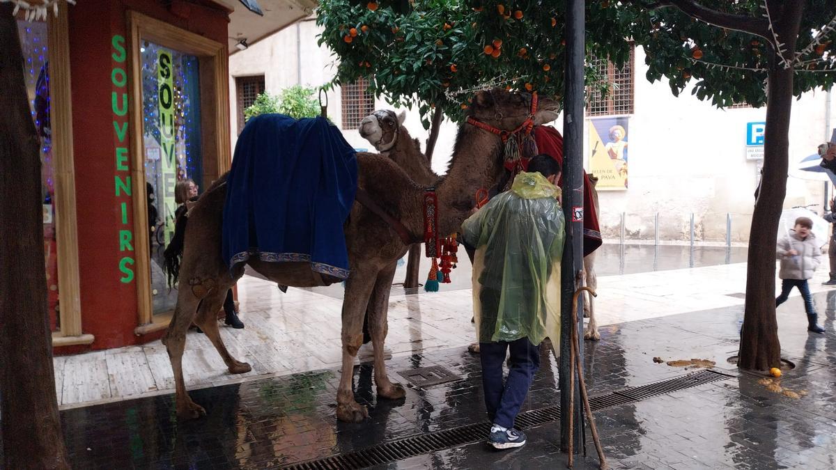 Los camellos esperaban junto a la Catedral de Murcia.