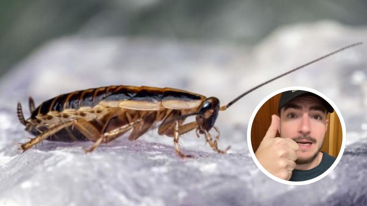 Imagen de una cucaracha alemana, junto al influencer El Bicho Raro