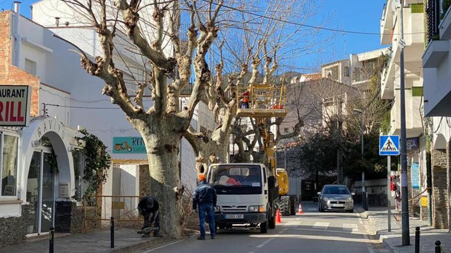 Els treballs que s&#039;estan realitzant als plataners de Cadaqués.