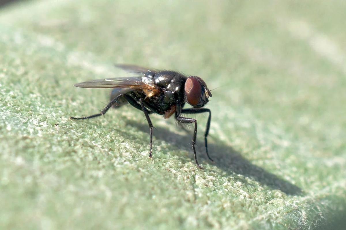 Las moscas negras se reparten entre varias especies