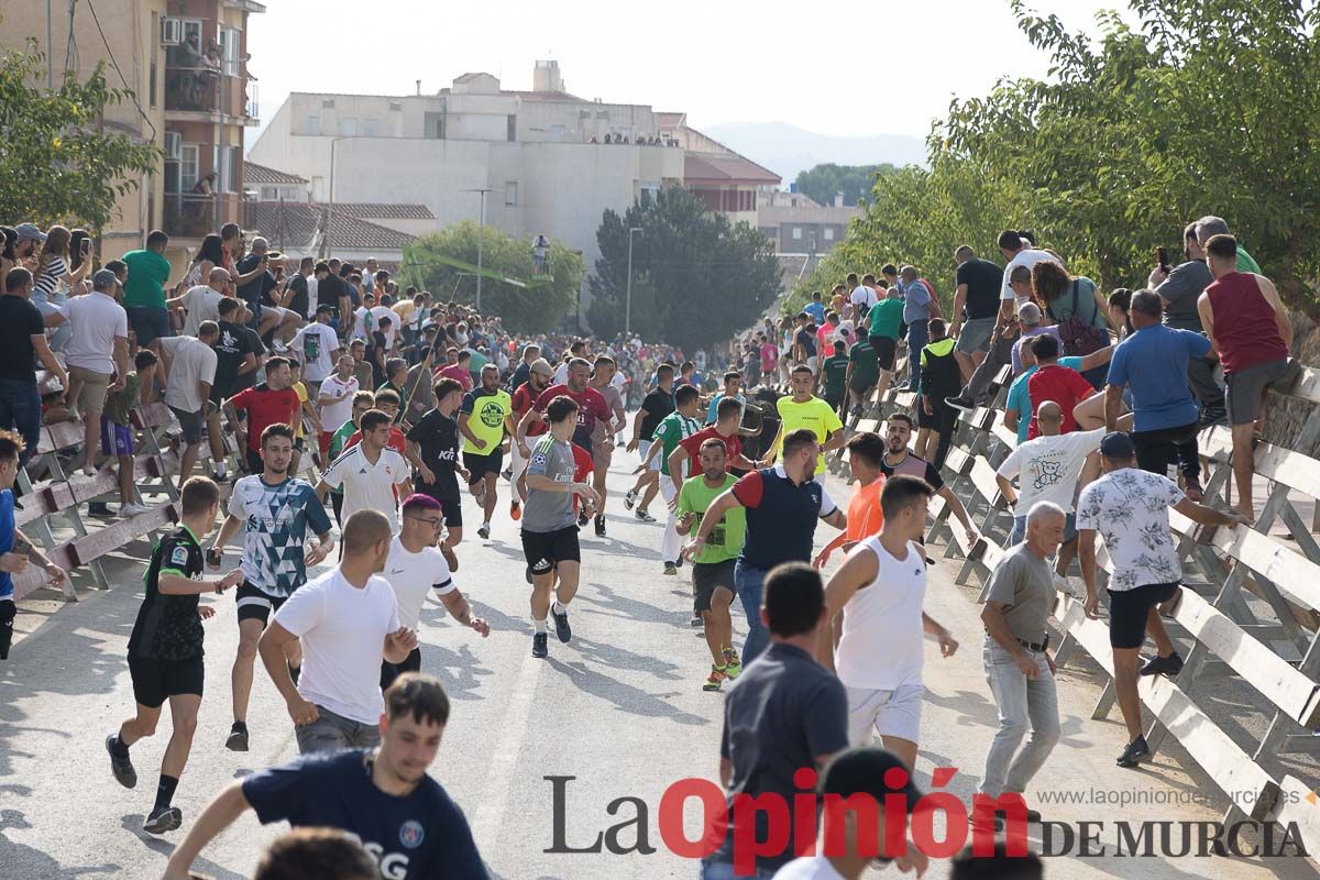 Quinto encierro de la Feria Taurina del Arroz en Calasparra