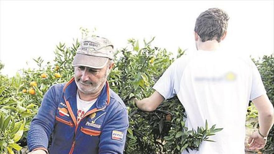 La Conselleria de Agricultura insta a reconvertir la mitad de las clemenules