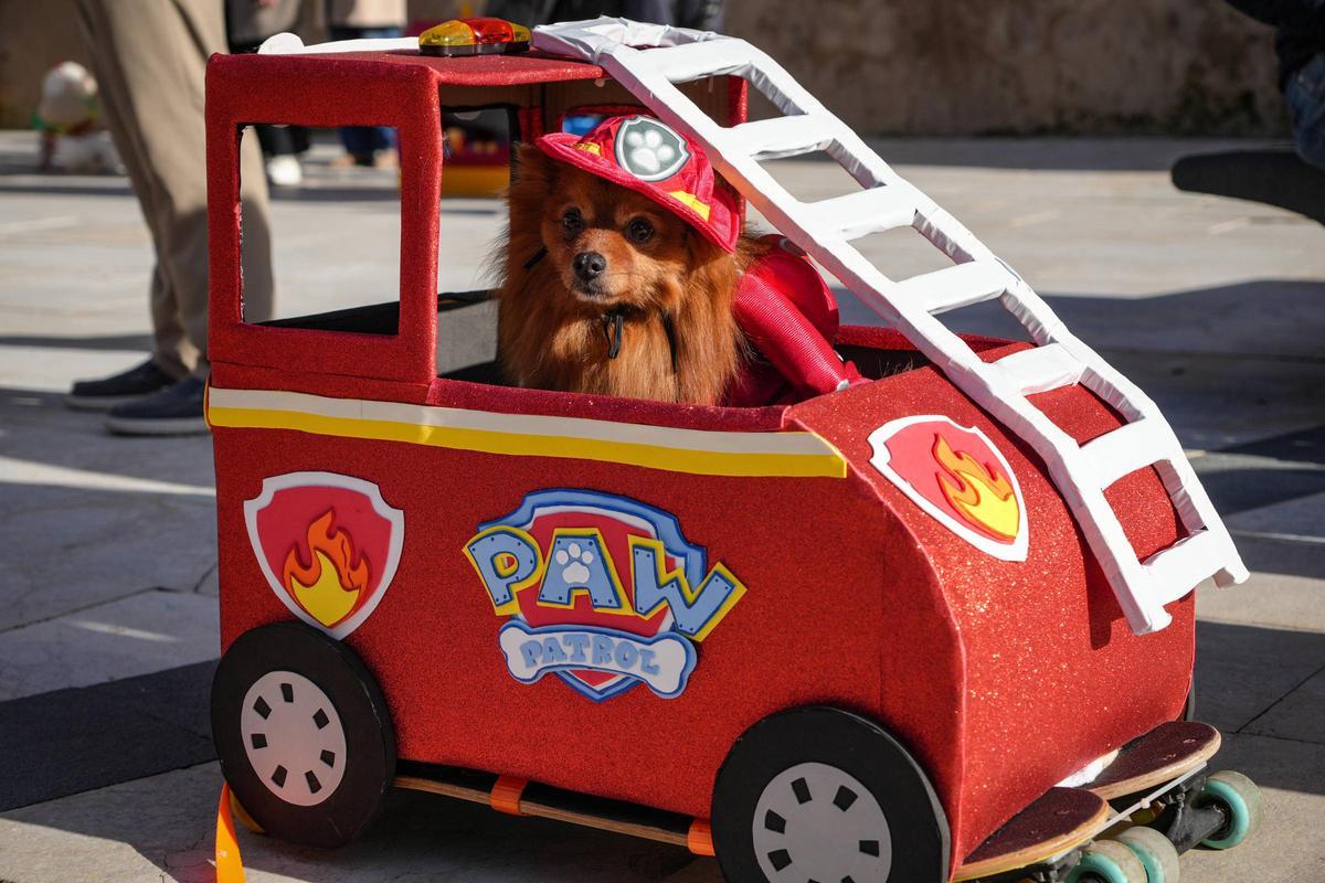 Rocky disfrazado de Marshall.