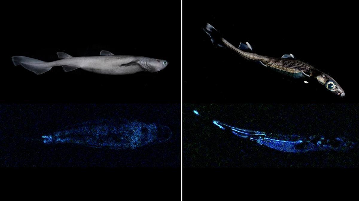 Ejemplares de tiburones luminosos hallados en aguas de Nueva Zelanda a una profundidad de entre 100 y 200 metros, una distancia a la que no llega la luz solar.