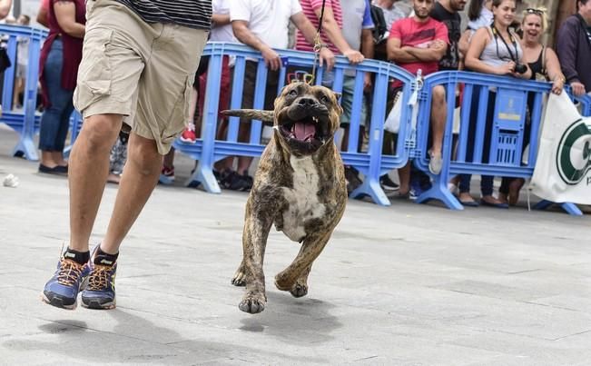 Celebración del I Certamen Nacional de perro ...