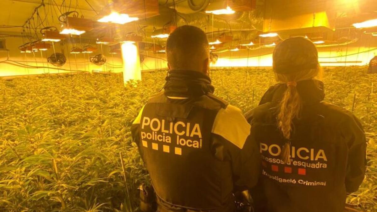 El cultiu de marihuana desmantellat a Vidreres