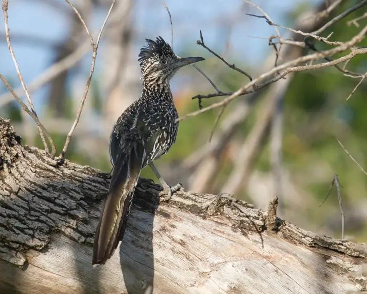 Un correcaminos posado sobre un árbol