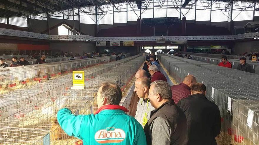 Visitantes y criadores, observando ayer a los animales en el recinto ferial veigueño.