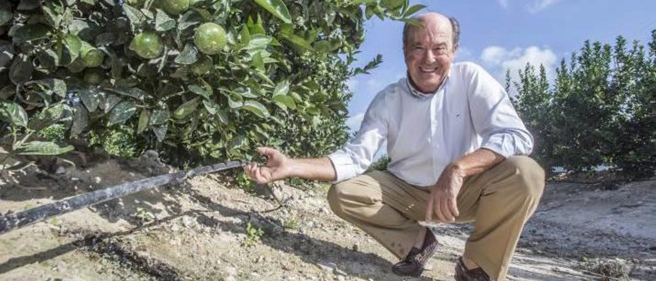 Fernando Verdú, en una finca de cítricos de su empresa, en Mutxamel.