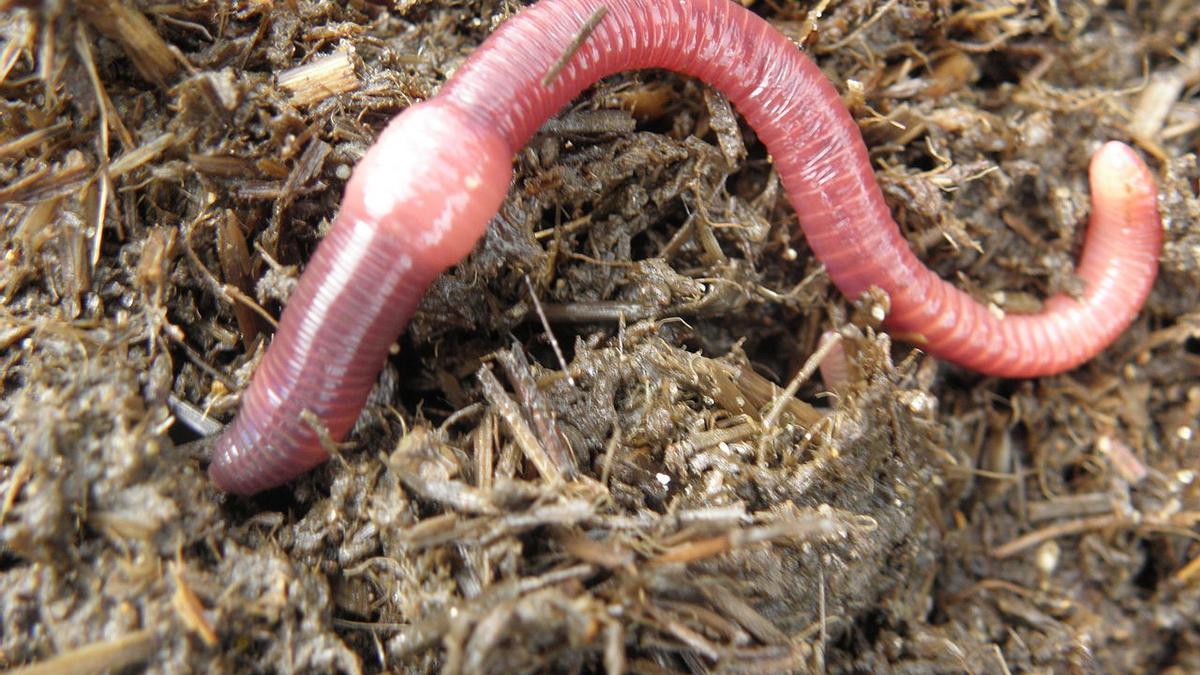 Las especies que viven en el suelo y el subsuelo concentran la mayor biodiversidad en el planeta.