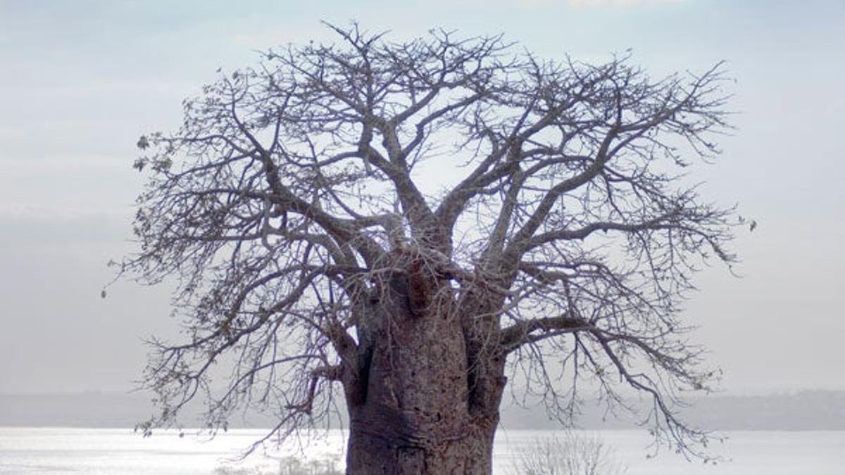 Baobab cerca de Massangano.
