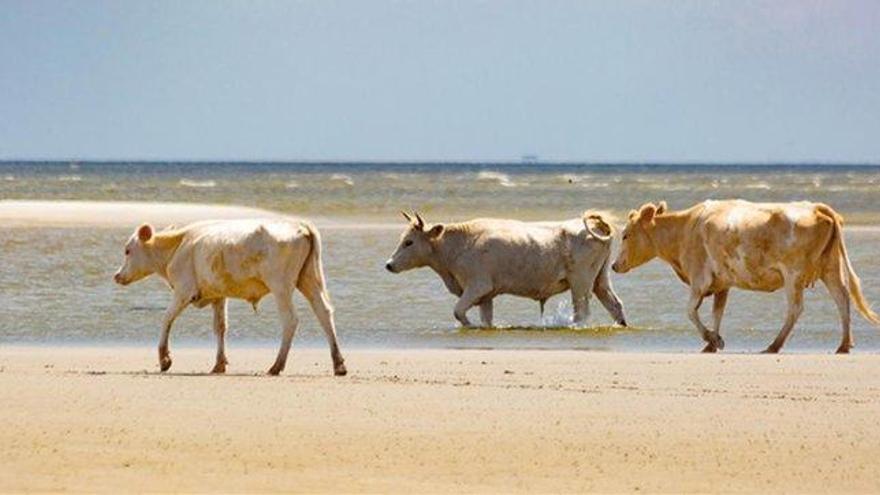 Tres vacas desaparecidas por el huracán Dorian aparecen vivas en una isla