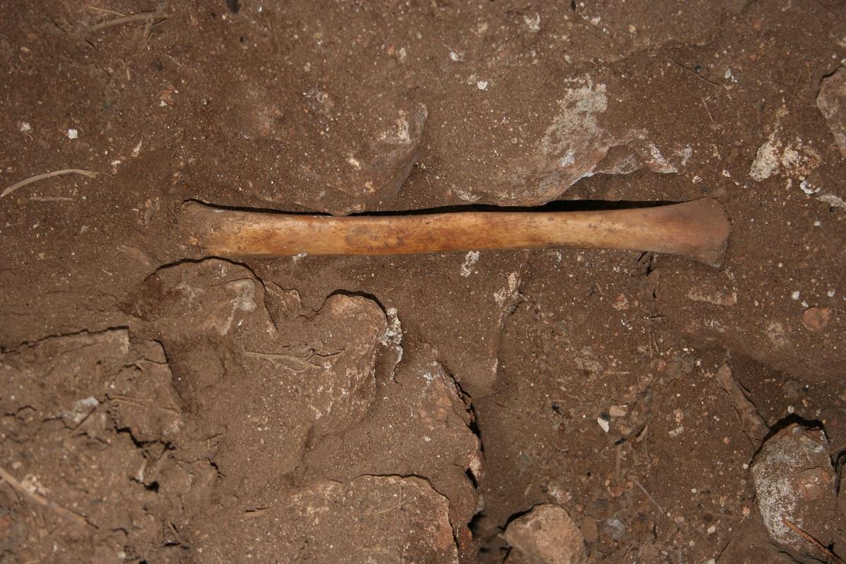 Uno de los huesos hallados en la Cueva de los Mármoles y sobre los que se ha realizado la investigación.