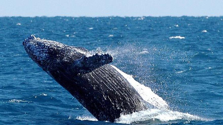 Un rocual, ballena con aleta dorsal en aguas del Parque Marino de la Bahí de Hervey.