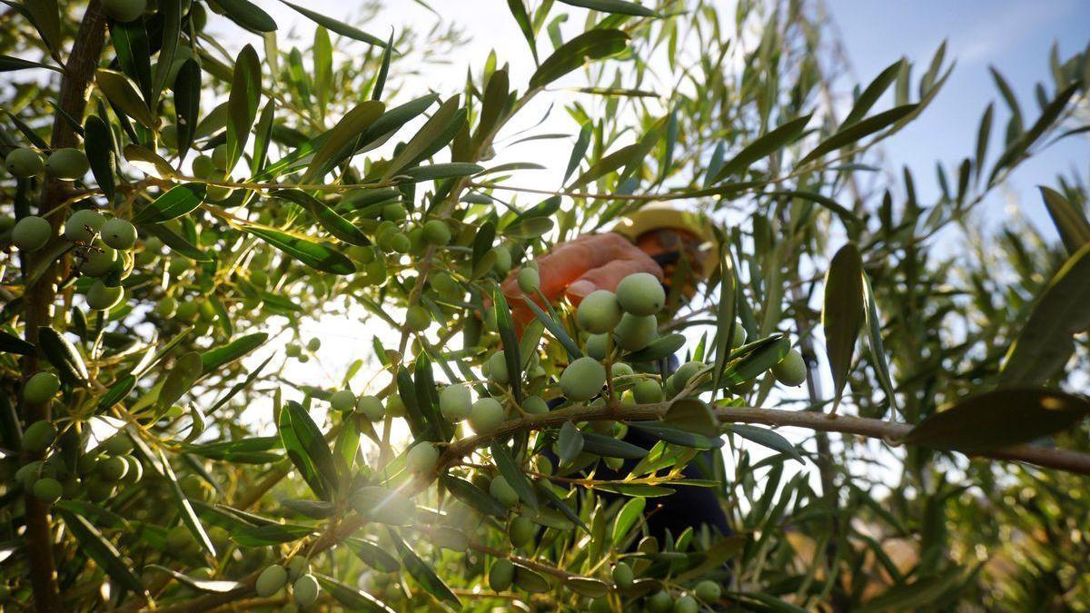 UPA y Lidl pactan en 2,6 euros el precio mínimo de coste del aceite de oliva tradicional