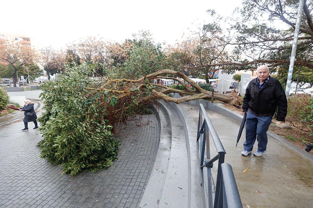 Árbol caído por el temporal en el Parque de la paz.