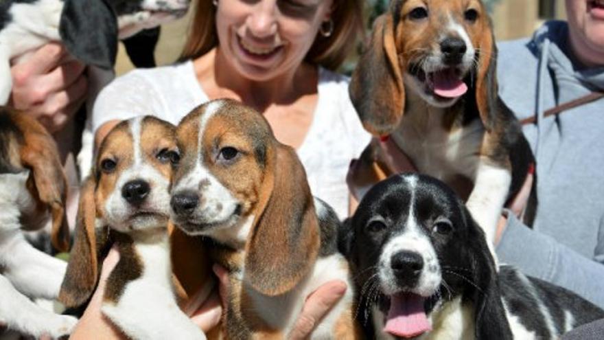 Nace la primera camada de perros fecundados in vitro