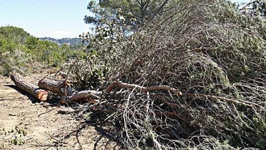 Arbres talats per l&#039;ampliació de la carretera a Lloret.