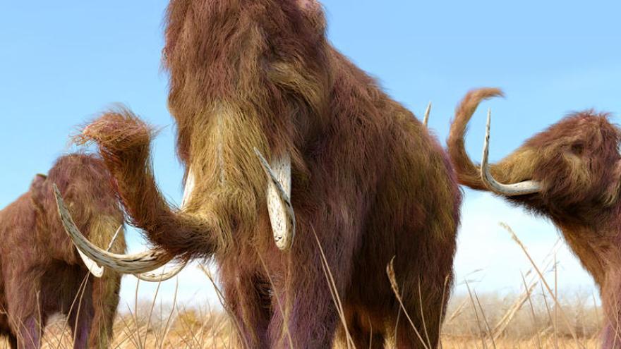 El mamut se extinguió hace 4.000 años por el clima y la caza.