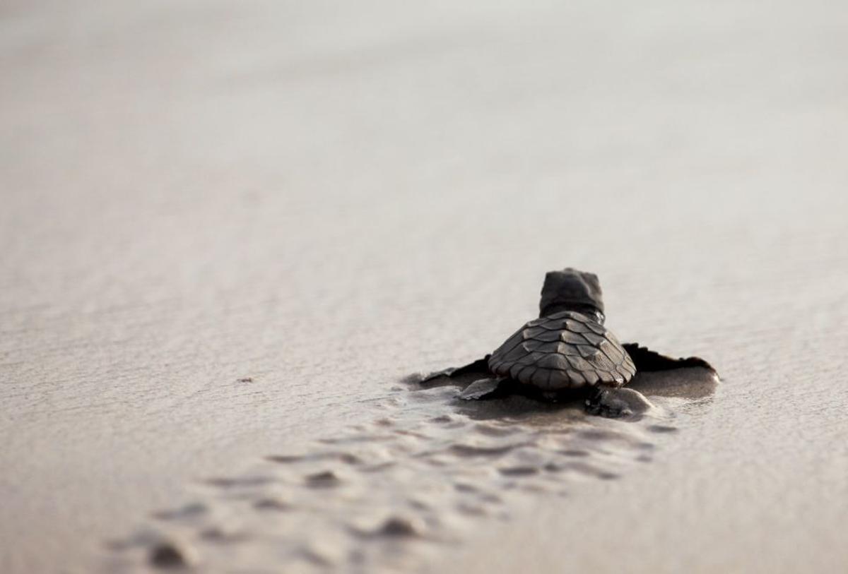 Una cría de tortuga marina camina por una playa.