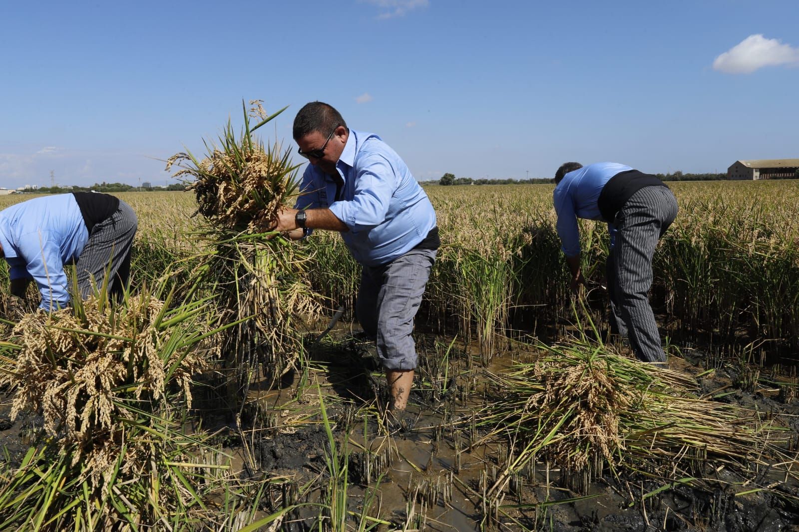 Todas las imágenes de la Fiesta de la Siega del Arroz 2024