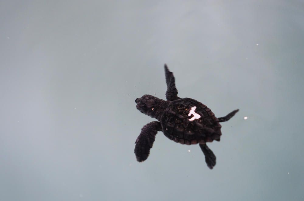 Nacen nueve tortugas bobas en el Oceanogràfic