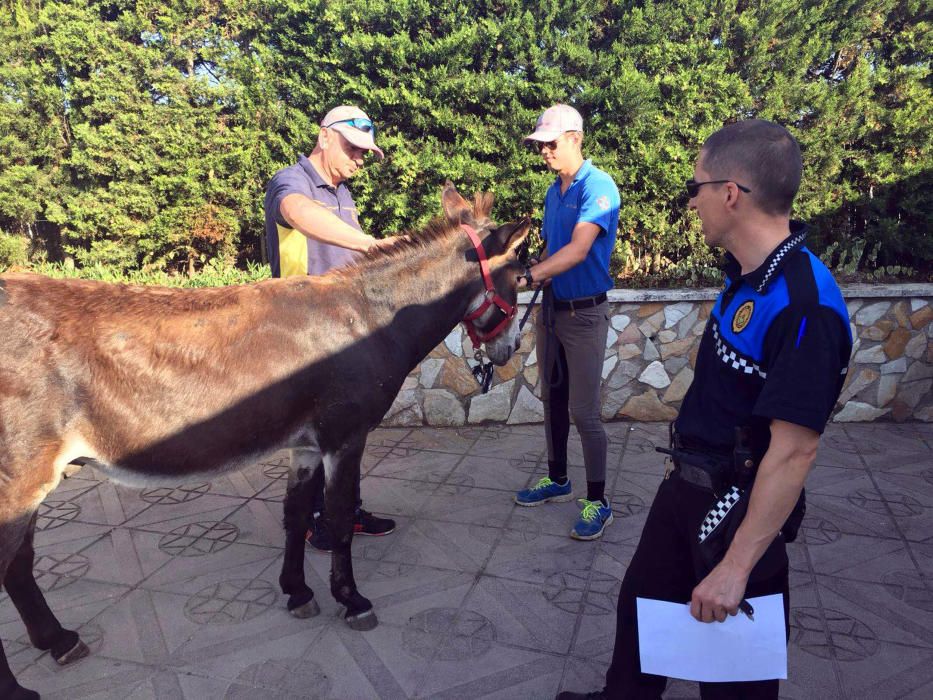 Rescaten un burro català a Maçanet