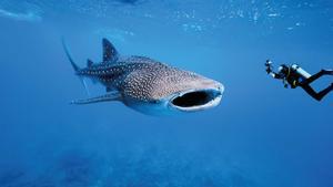 Los choques entre buques y tiburones-ballena aumentarán por el calentamiento global