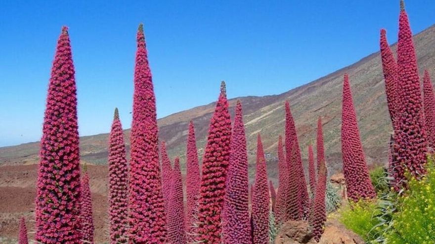 The tajinaste that beat the cement that has made the entire Canary Islands fall in love