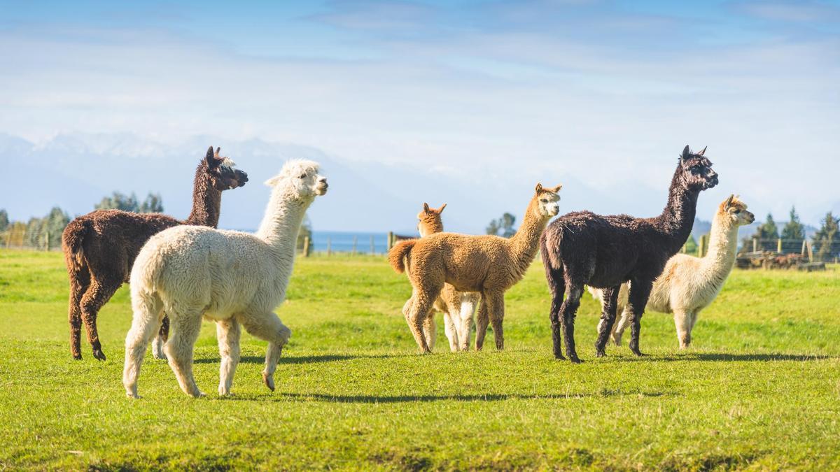 ¿Quieres conocer a Michael y Frankie? Pues te esperan en esta increíble posada