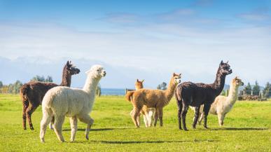¿Un hotel con Alpacas? El destino que vas a querer visitar en Cantabria