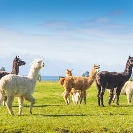 ¿Un hotel con Alpacas? El destino que vas a querer visitar en Cantabria