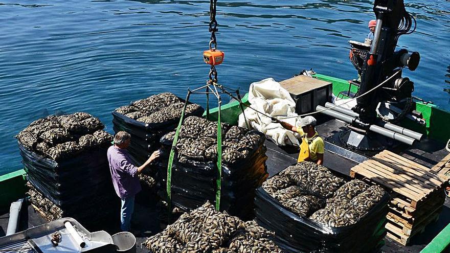 Una descarga de mejillón en el puerto de Bueu.   | // GONZALO NÚÑEZ 