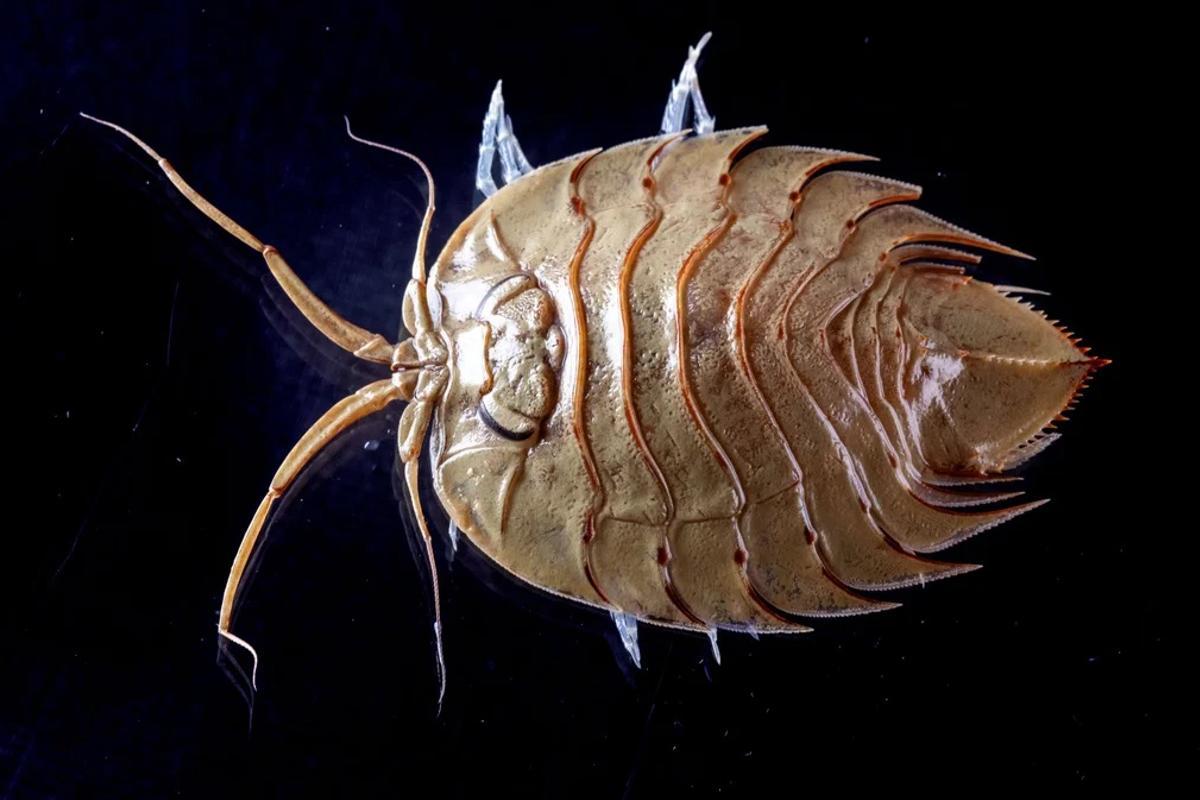 'Ceratoserolis trilobitoides'