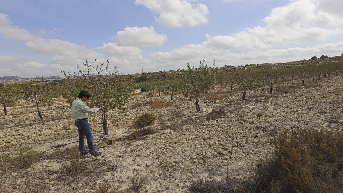 Suelo enriquecido. Los árboles de fincas que están en periodo de reconversión sufren cierta debilidad al cesar el riego enriquecido para favorecer el crecimiento. Una vez que el suelo se nutre con procesos ecológicos, recuperan toda su capacidad productiva.