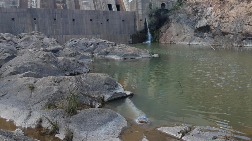 El silur localitzat al peu de la presa del Pantà de Darnius Boadella