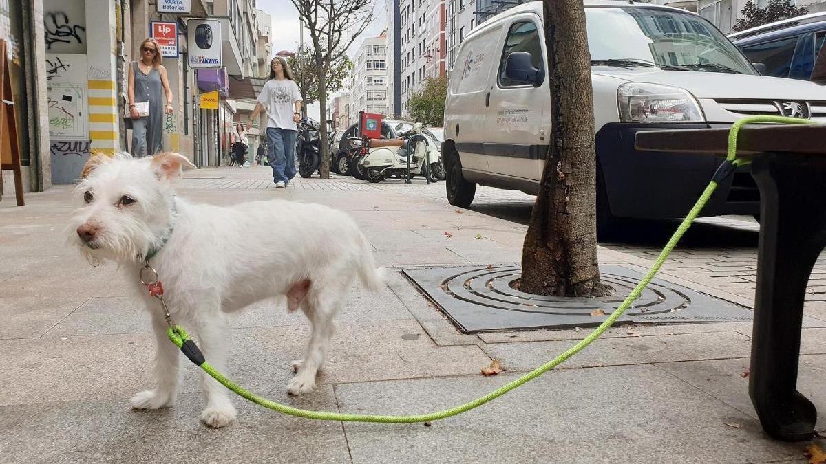 Un gos lligat a un banc a Vigo, ahir, sense el seu responsable.