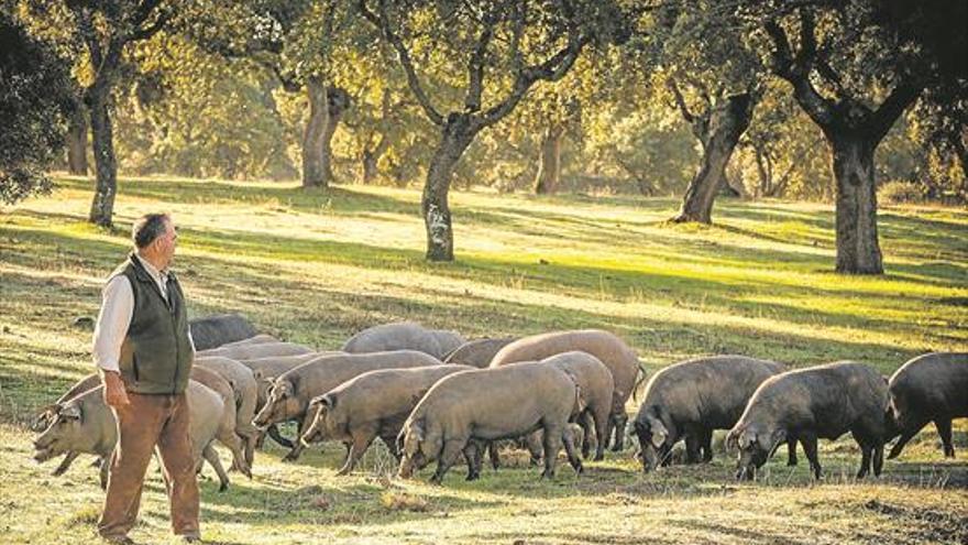 Ruta del cerdo ibérico en Villanueva de Córdoba