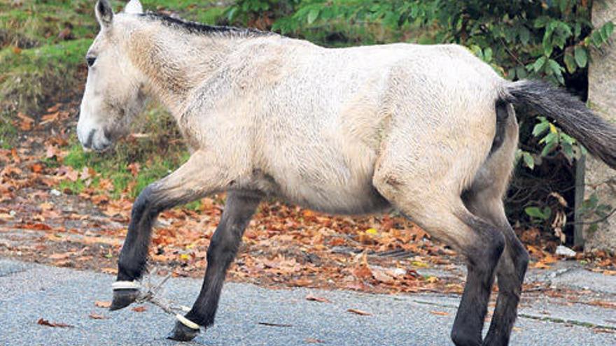 Un caballo con sus patas delanteras atadas con una cuerda para limitar sus movimientos.  // Gustavo Santos