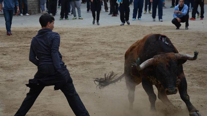 Castellón supera los 300 festejos de bous en 2015