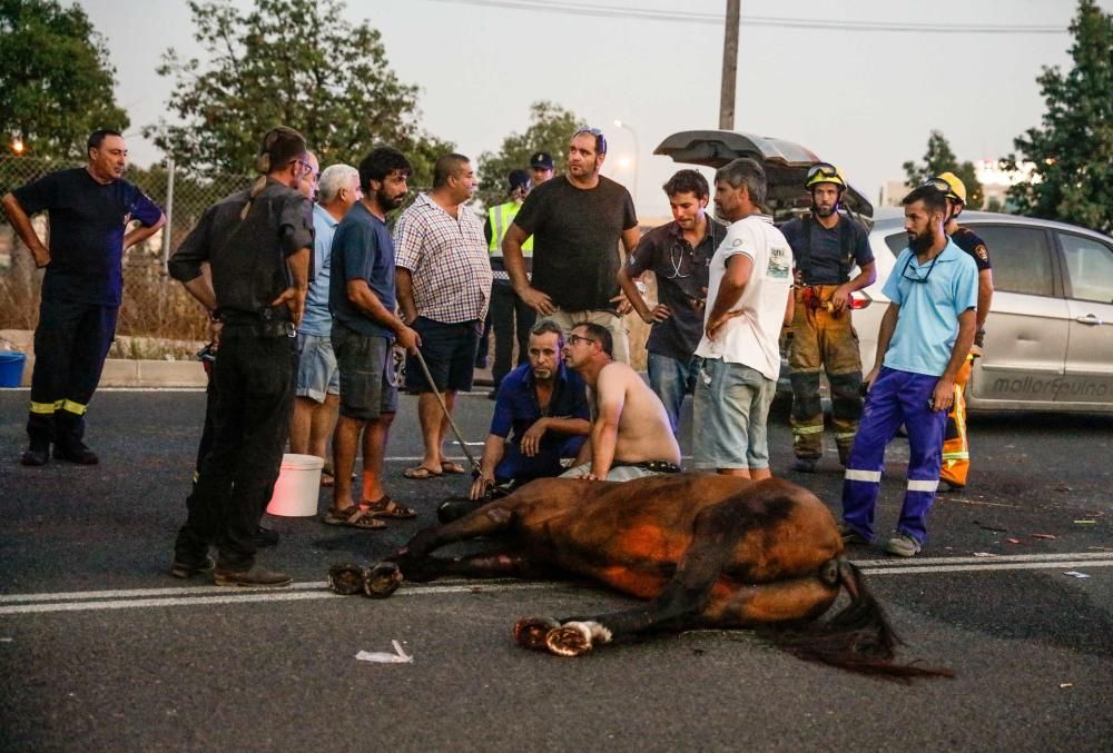 Un caballo, herido al ser arrollado por un coche en la carretera vieja de Bunyola