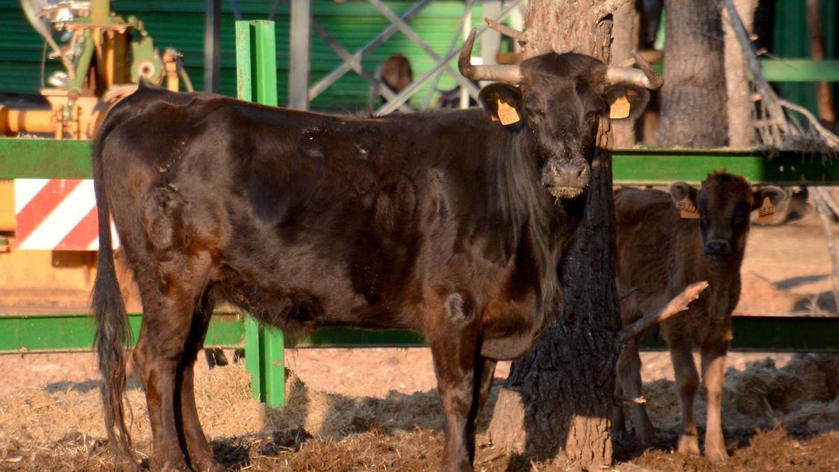 Naturaleza y plenitud: así viven los toros de la ganadería de Daniel Ramos