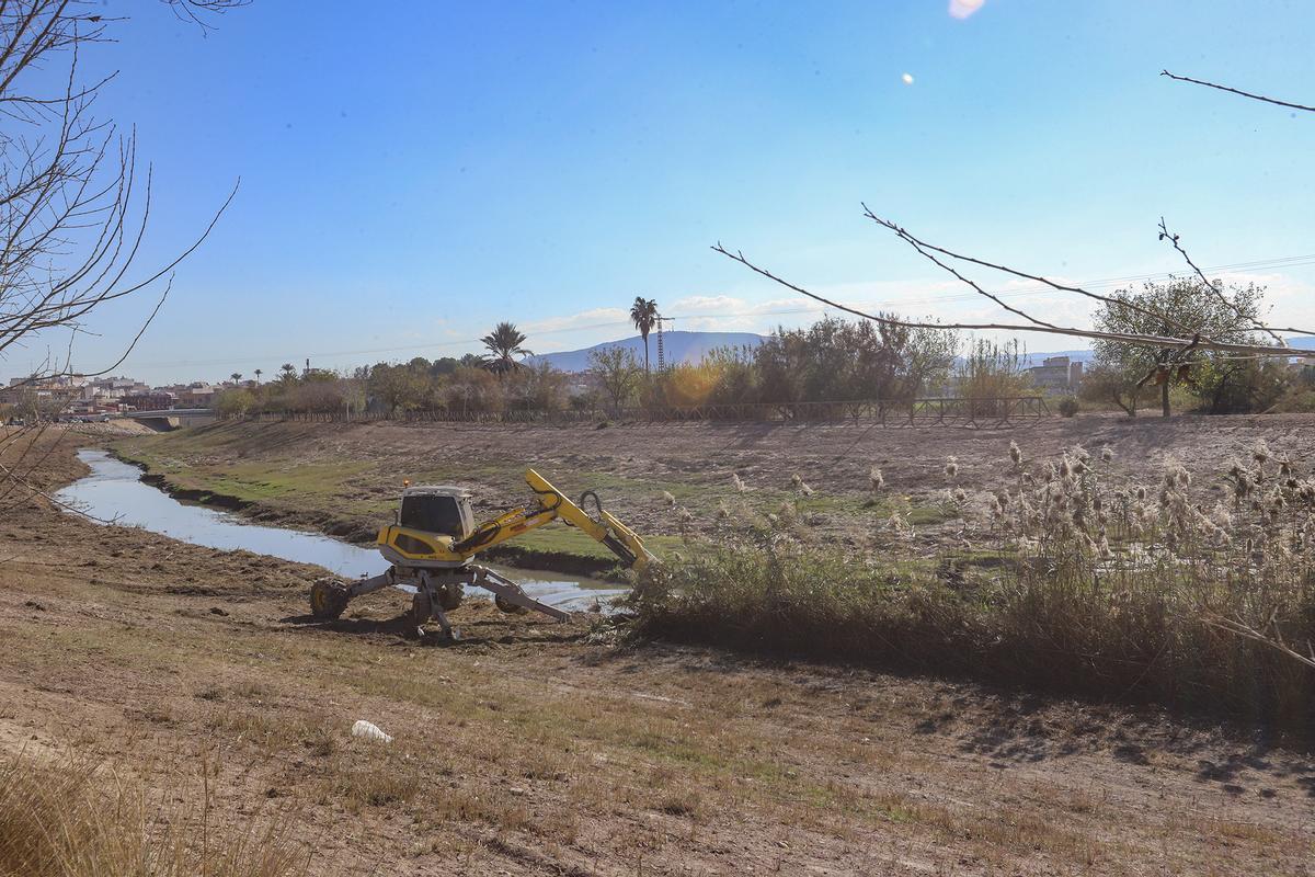 Limpieza de la cañas aguas arriba del casco urbano de Orihuela