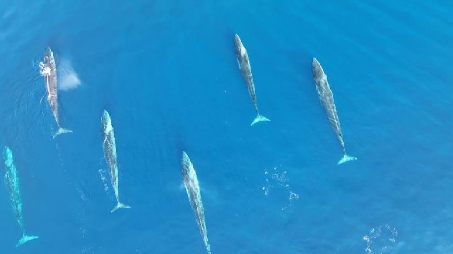 Casi un centenar de ballenas surcan el mar Mediterráneo