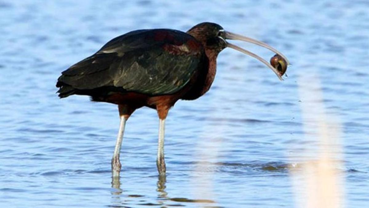 Un ejemplar de morito se zampa un caracol manzana en el delta del Ebro