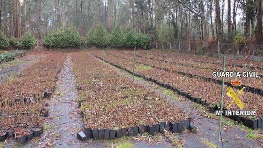 Plantas de kiwi intervenidas en la finca de Tomiño. // Guardia Civil