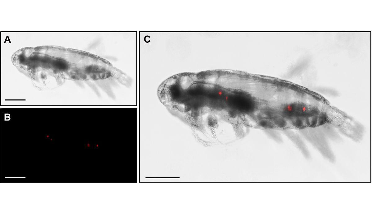 Microplásticos (puntos rojos) en los copépodos.