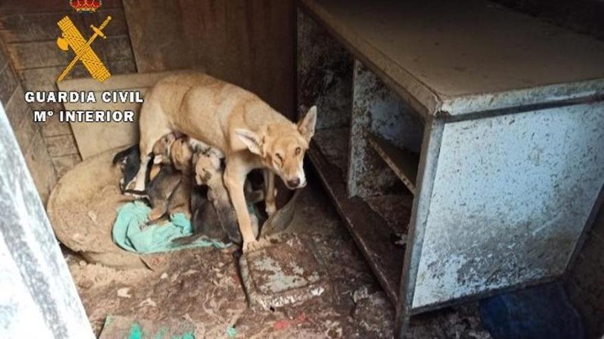 Localitzen 12 gossos morts i en rescaten 18 més d&#039;abandonats en una finca de Lloret de Mar