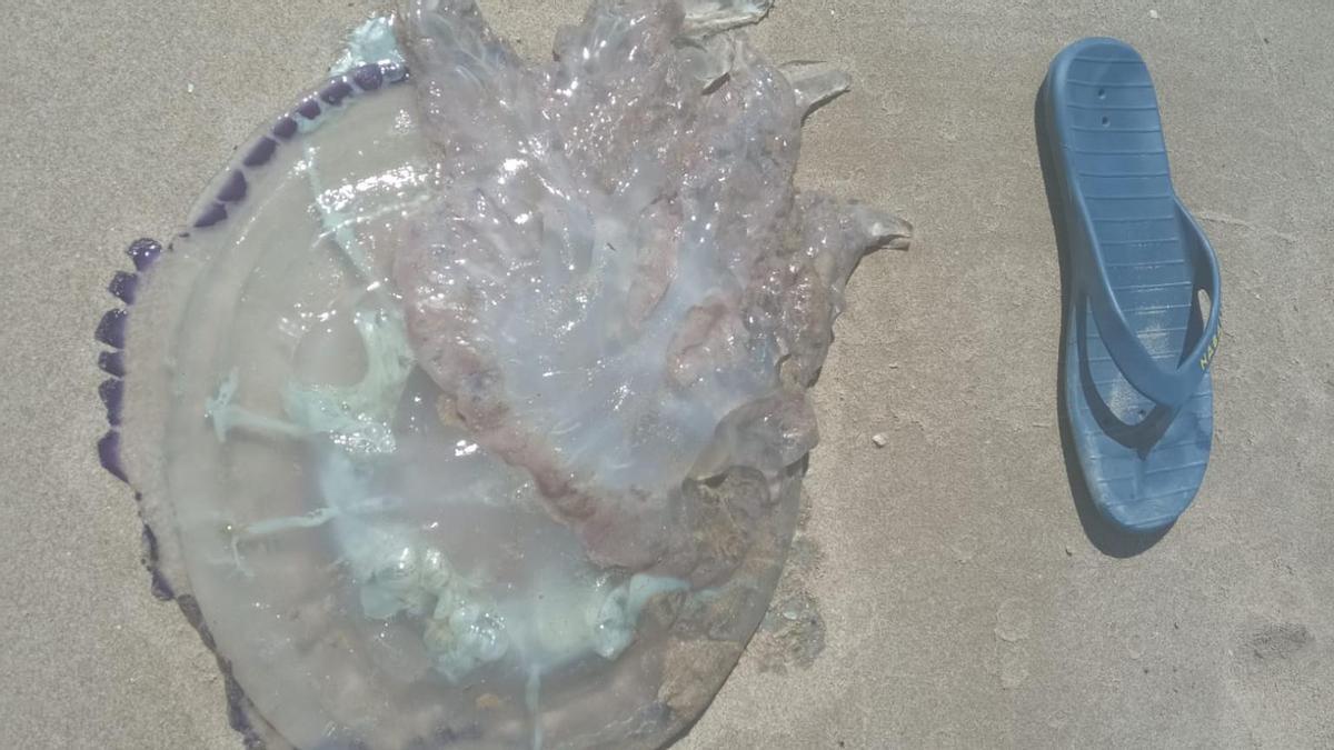 El impactante tamaño de una medusa en la zona de la Escuela de Vela de Benicàssim