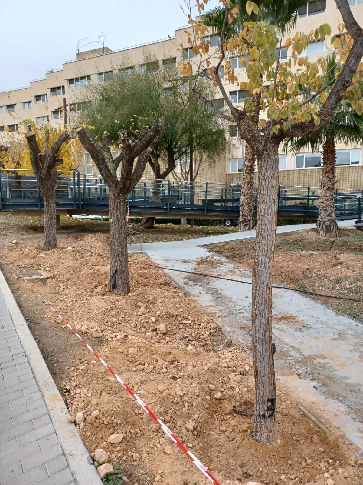 Los árboles trasplantados en el Hospital de Elda procedentes del colegio Miguel de Cervantes.